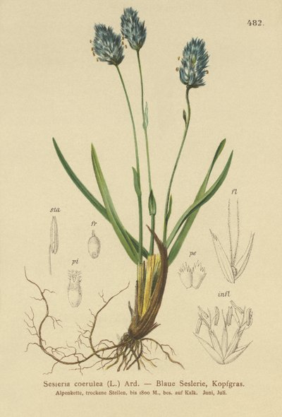 Modrá tráva modrá (Sesleria caerulea, Sesleria uliginosa) od German School
