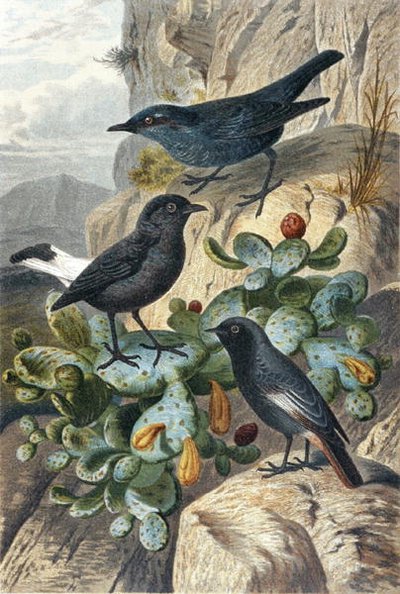Blue Rock Thrush, Black Wheatear and Redtail, deska z "Brehms Tierleben: Allgemeine Kunde des Tierreichs", sv. 57, vydal Bibliographisches Institut od German School