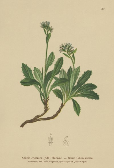 Modrá zední řeřicha (Arabis caerulea, Arabis coerulea) od German School