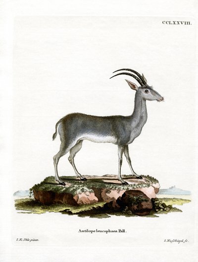 Bluebuck od German School