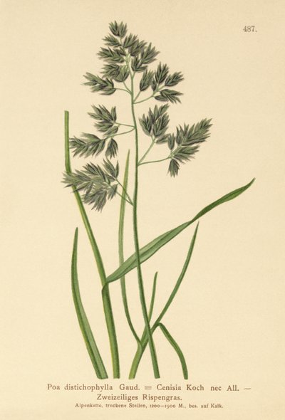 Bluegrass (Poa distichophylla, Poa Cenisia, Poa contracta, Poa fontqueri, Poa oreophila, Poa psychrophila) od German School