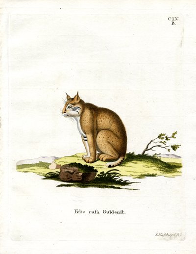 Bobcat (barevná rytina) od German School