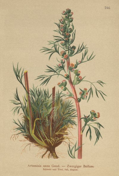 Pelyněk boreální (Artemisia nana, Artemisia borealis) od German School