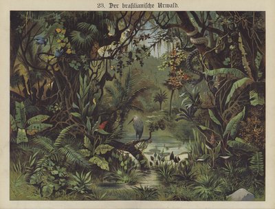 Brazilský deštný prales (barva litho) od German School