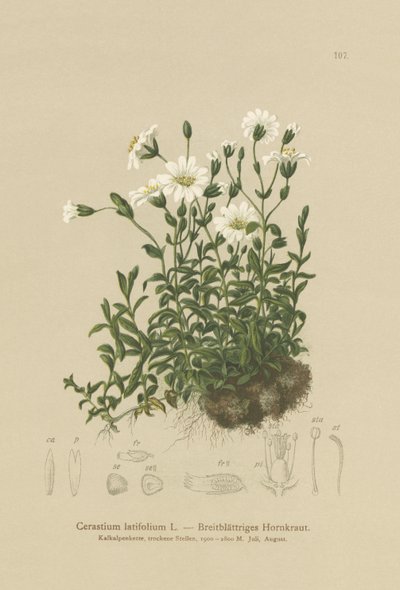Myší ucho širokolisté (Cerastium latifolium) od German School