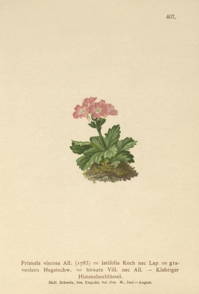 Prvosenka širokolistá (Primula viscosa, Primula latifolia, Primula hirsuta) od German School