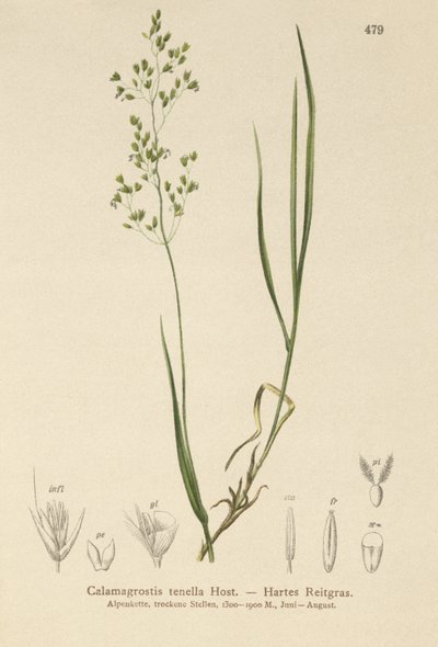 Brown Bent (Agrostis schraderiana, Agrostis agrostiflora, Agrostis stricta, Agrostis vinealis, Calamagrostis tenella) od German School