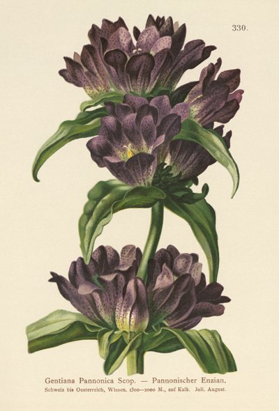 Hořec hnědý (Gentiana pannonica) od German School