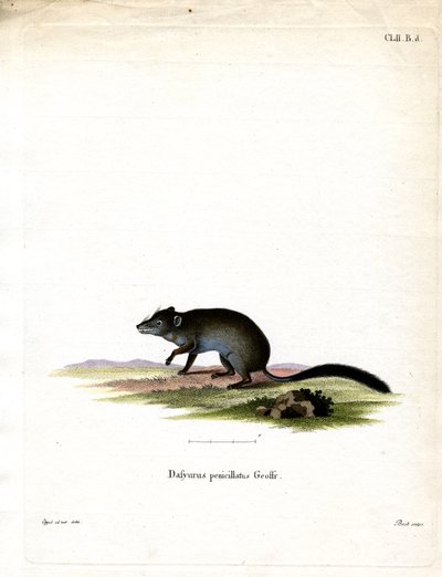 Brush-tailed Phascogale (barevná rytina) od German School