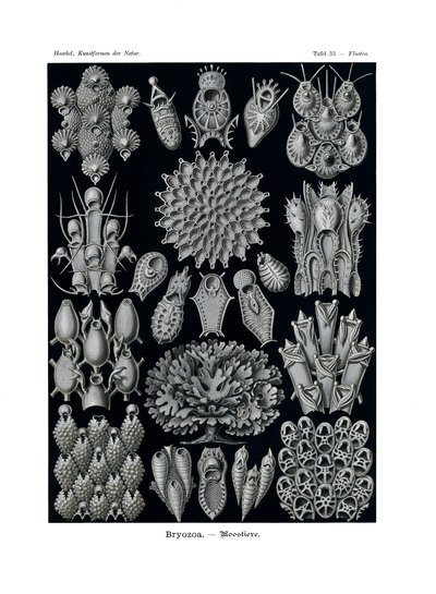 Bryozoa, 1899-1904 od German School