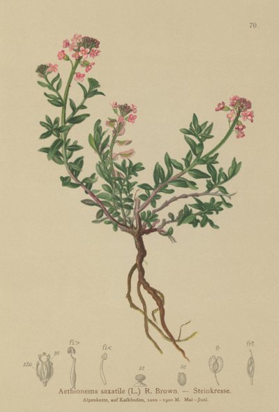 Burnt Candytuft (Aethionema saxatile, Thlaspi saxatile) od German School