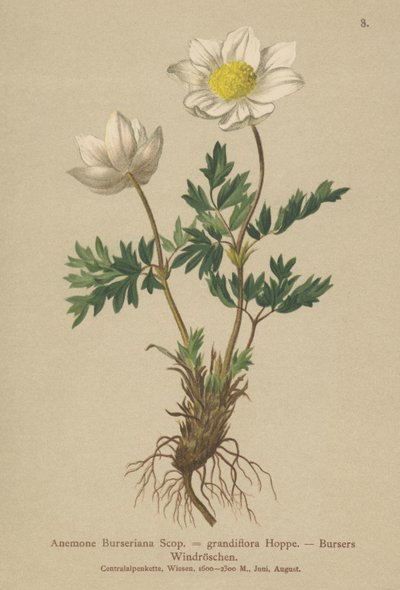 Bursers Anemone (Anemone Burseriana, Anemone grandiflora) od German School