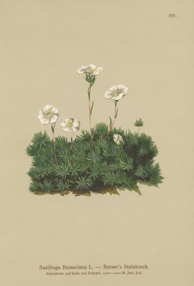 Bursers lomikámen (Saxifraga Burseriana) od German School