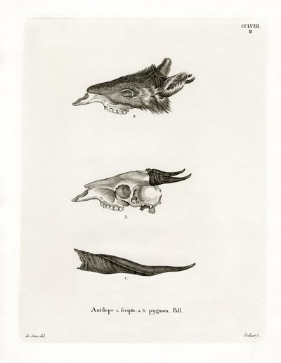 Bushbuck Horns (barevná rytina) od German School