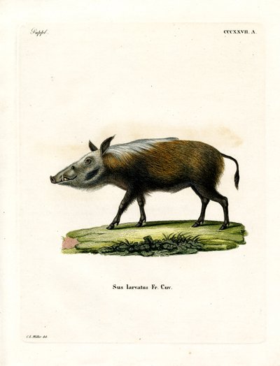 Bushpig (barevné rytí) od German School
