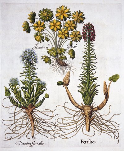 Butterburs and Winter Aconite, from Hortus Eystettensis, by Basil Besler (1561-1629), pub. 1613 (ručně kolorovaná rytina) od German School