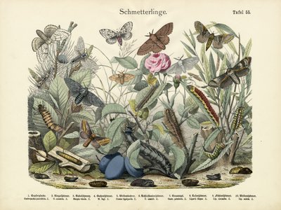 Motýli, kolem roku 1860 od German School