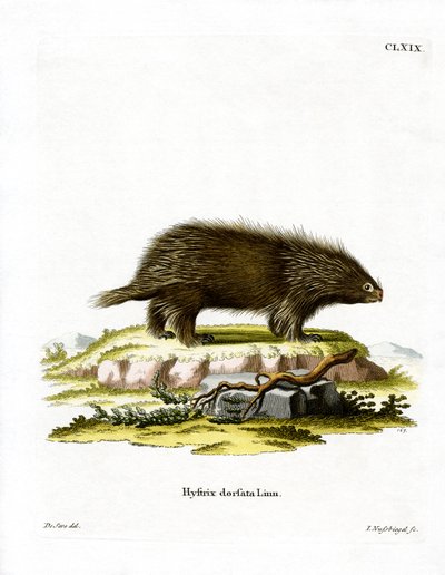 Kanadský Porcupine (barevné rytí) od German School
