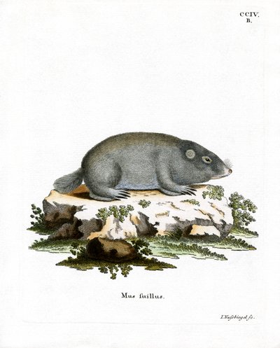 Cape Dune Mole Rat (barevná rytina) od German School