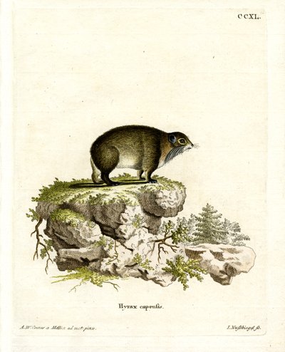 Cape Hyrax (barevná rytina) od German School