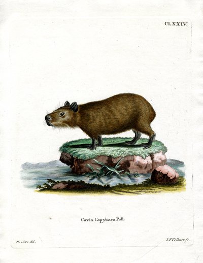 Kapybara (barevná rytina) od German School