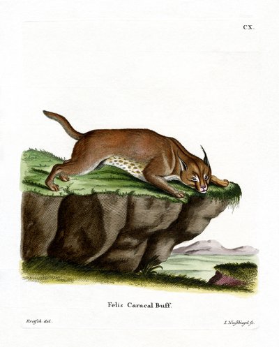 Caracal (barevné rytí) od German School