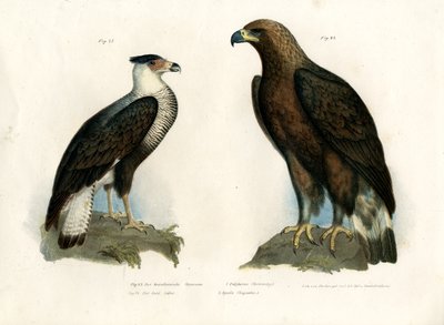 Caracara, 1864 od German School