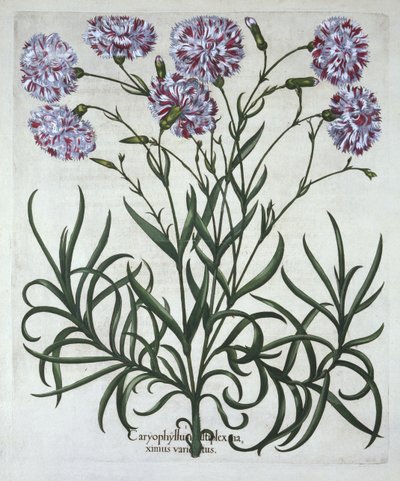 Karafiát, od Hortus Eystettensis, Basil Besler (1561-1629), hospoda. 1613 (ručně kolorovaná rytina) od German School