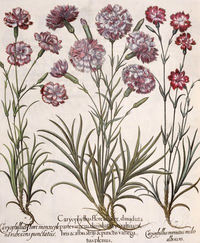 Karafiáty: 1.Caryophyllus major květ; 2. Caryophyllus méně než plný květ, načervenalé špičaté; 3.Caryophyllus miniatus medis albescens, z Hortus Eystettensis od Basila Beslera (1561-1629), pub. od German School