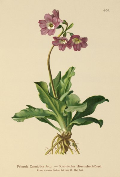 Prvosenka kraňská (Primula Carniolica) od German School