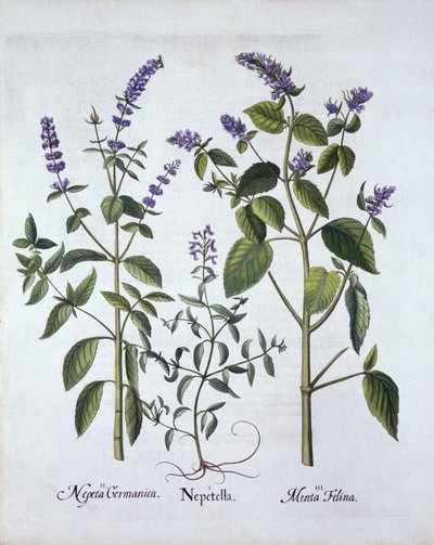 Catmintand Catnip, od Hortus Eystettensis, Basil Besler (1561-1629), hospoda. 1613 (ručně kolorovaná rytina) od German School