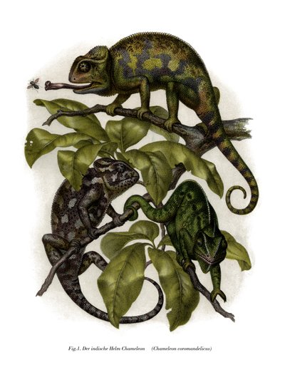 Chameleon (barva litho) od German School