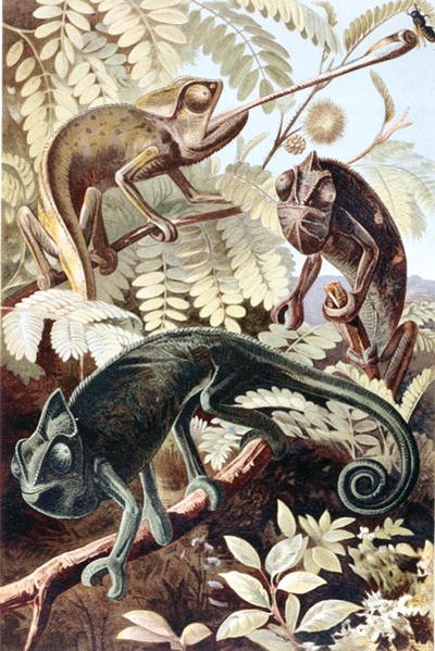 Chameleon, deska z "Brehms Tierleben: Allgemeine Kunde des Tierreichs", sv.7, s.171, vydal Bibliographisches Institut od German School