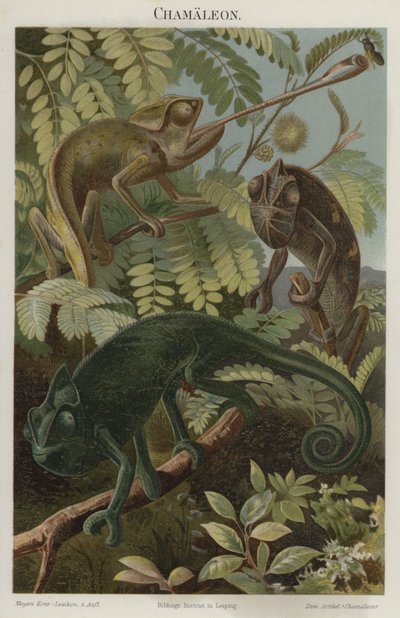 chameleoni od German School