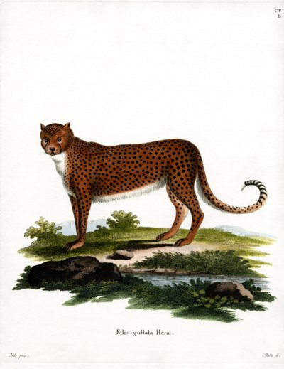 Gepard (barevná rytina) od German School