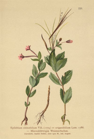 Ptačinec vrbovka (Epilobium alsinefolium, Epilobium origanifolium) od German School