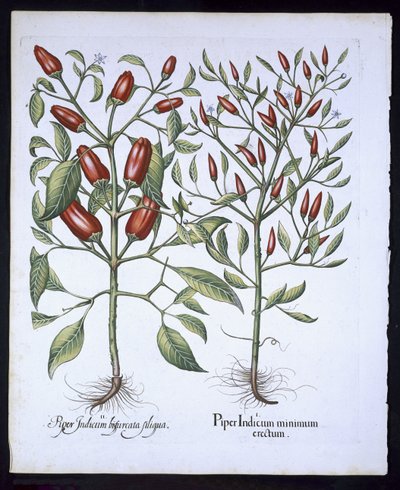 Rostliny chilli papričky, z Hortus Eystettensis od Basila Beslera (1561-1629), pub. 1613 (ručně kolorovaná rytina) od German School