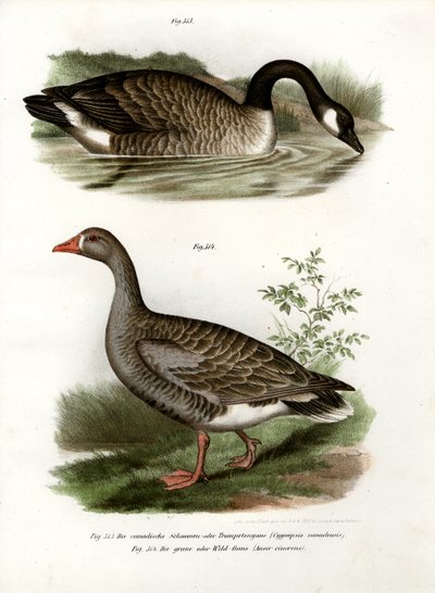 Čínská husa, 1864 od German School