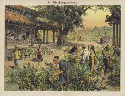 Čínská čajová plantáž (barva litho) od German School