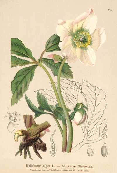 Vánoční růže (Helleborus niger) od German School