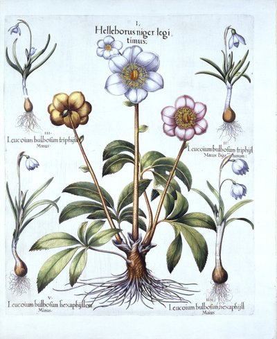 Variace vánoční růže a sněženky, od Hortus Eystettensis, Basil Besler (1561-1629), hospoda. 1613 (ručně kolorovaná rytina) od German School
