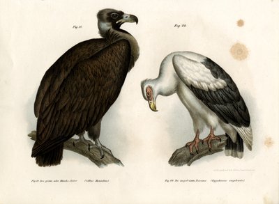 Cinereous Vulture, 1864 od German School