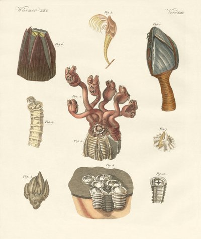 Cirrhipodas, štětinatci nebo ramenonožci (barevné rytí) od German School