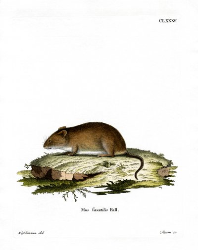 Cliff Mouse (barevné rytí) od German School