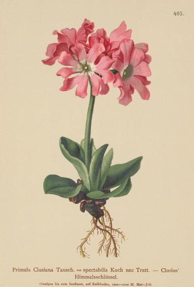 Clusiana prvosenka (Primula Clusiana, Primula spectabilis) od German School