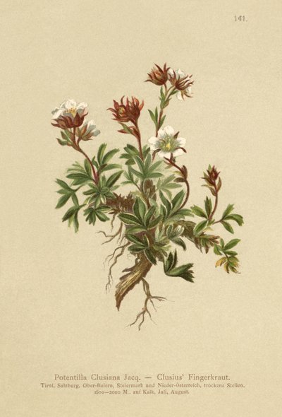 Mochna Clusius (Potentilla Clusiana) od German School