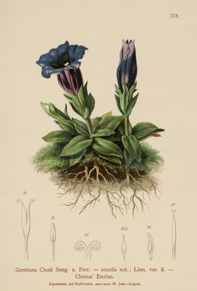 Hořec Clusův (Gentiana Clusii, Gentiana acaulis) od German School