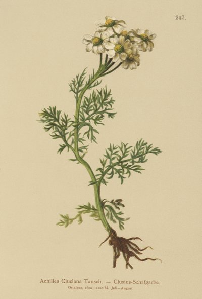 Clusius řebříček (Achillea Clusiana, Achillea atrata ssp. clusiana) od German School