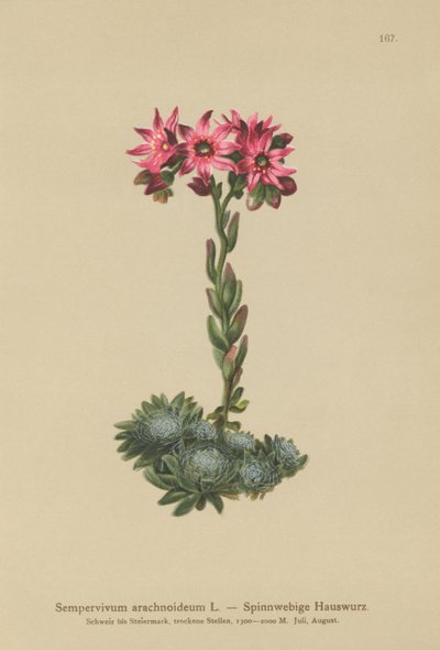 Netřesk pavučinový (Sempervivum arachnoideum, Sedum arachnoideum, Sempervivum sanguineum) od German School