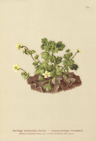 Lomikámen pavučinatý (Saxifraga arachnoidea) od German School